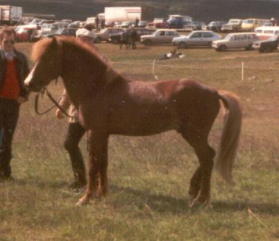 Þáttur 722 frá Kirkjubæ 15 år gammel ved LM 1982