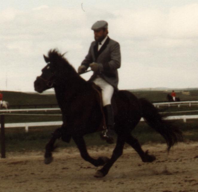 Ófeigur 818 frá Hvanneyri 18 år gammel ved Landsmót 1986, hvor han vandt Sleipnir-pokalen som bedste hingst med afkom. Rytter er Reynir Aðalsteinsson.