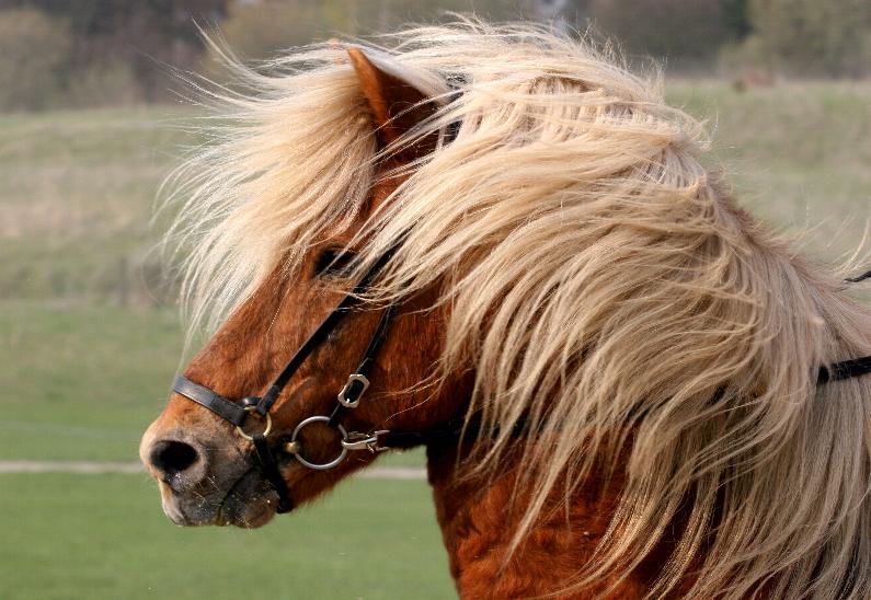 Darri, 25 år gammel ved opvisning på Hedeland