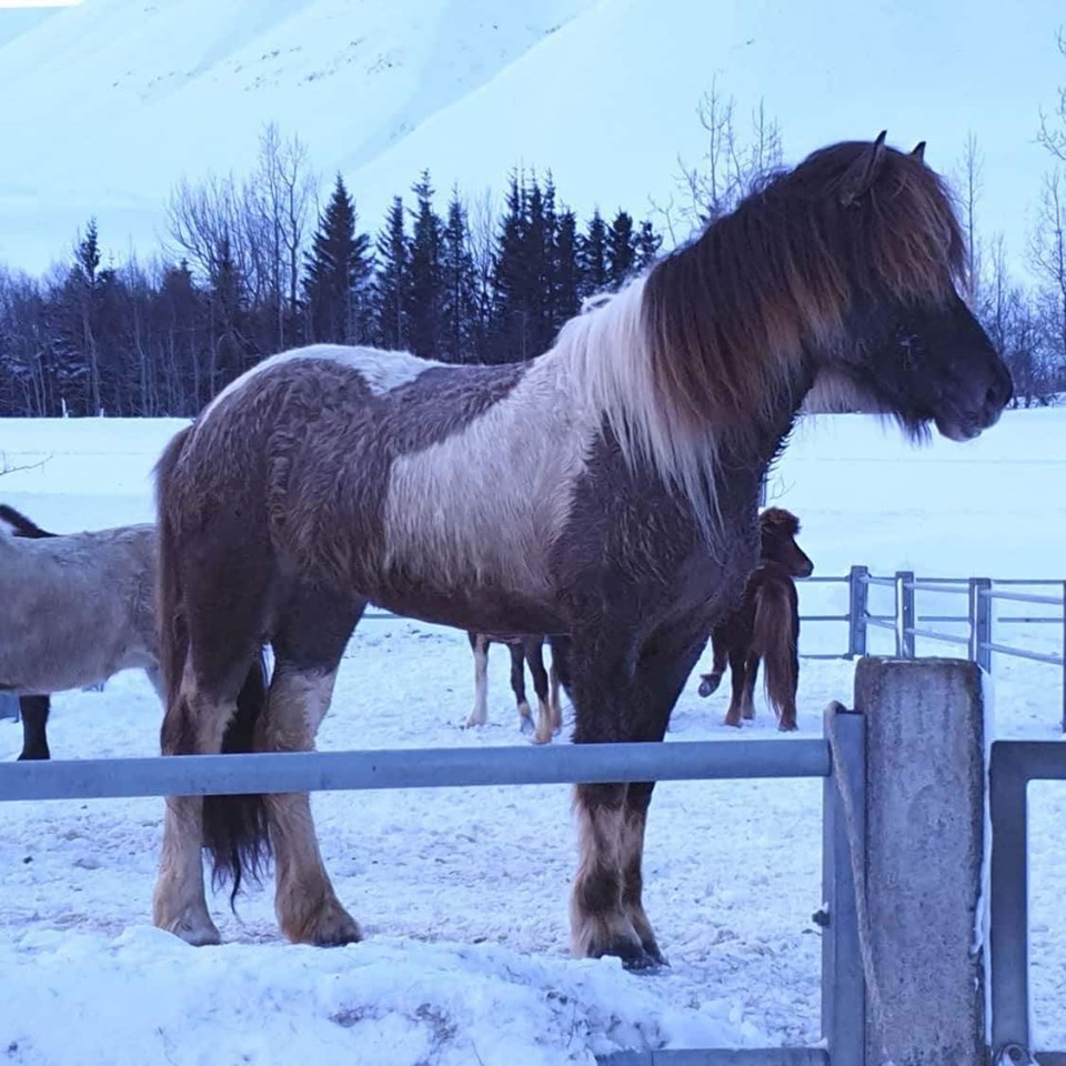 Gullmylla fr Steinnesi