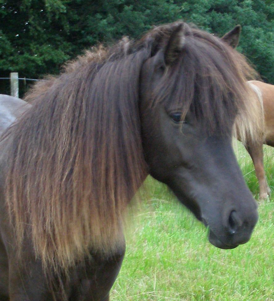 Hjördís, 2 år gammel