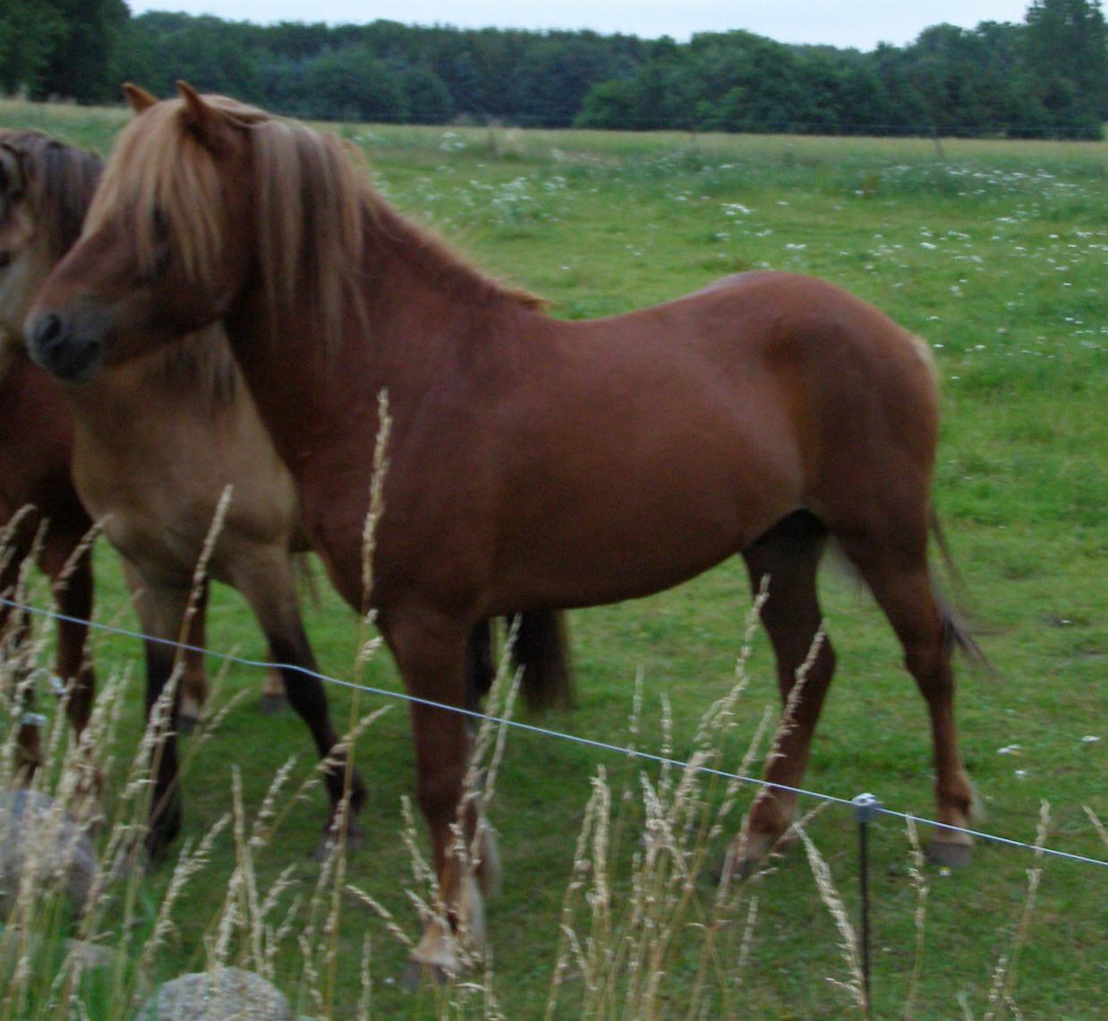 Stefnir, 4 år gammel