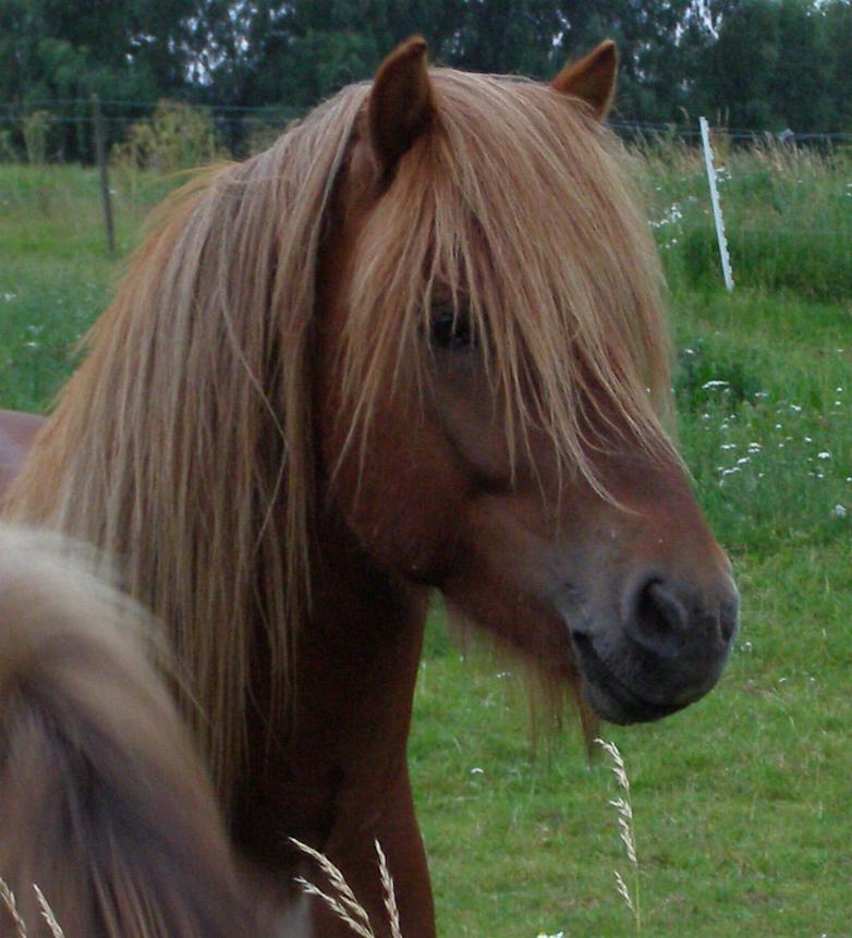 Stefnir, 4 år gammel