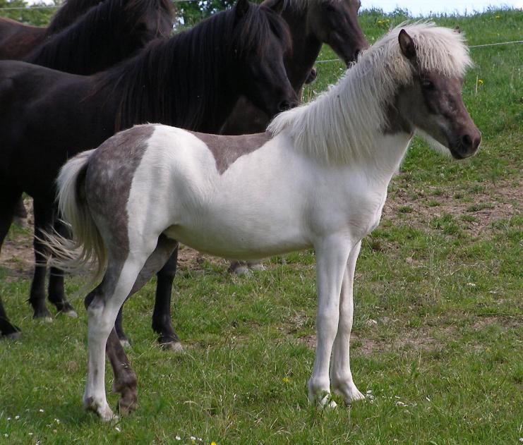 1 år gammel