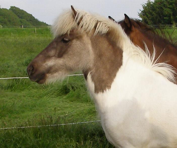 2 år gammel