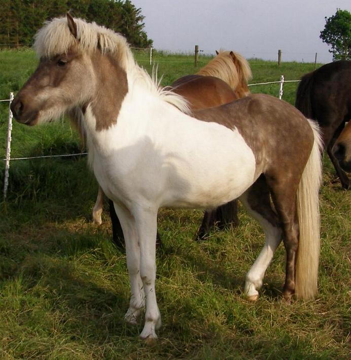 2 år gammel