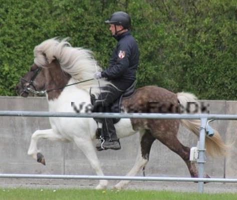 Vindskjóna ved kåringen på Osterbyholz 2012 redet af Rasmus Møller Jensen. Foto Vanessa Dreisig. Originalt foto er bortkommet, derfor har vandmærke ikke kunnet fjernes.
