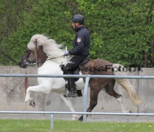 Vindskjóna ved kåringen på Osterbyholz 2012 redet af Rasmus Møller Jensen. Foto Vanessa Dreisig. Originalt foto er bortkommet, derfor har vandmærke ikke kunnet fjernes.