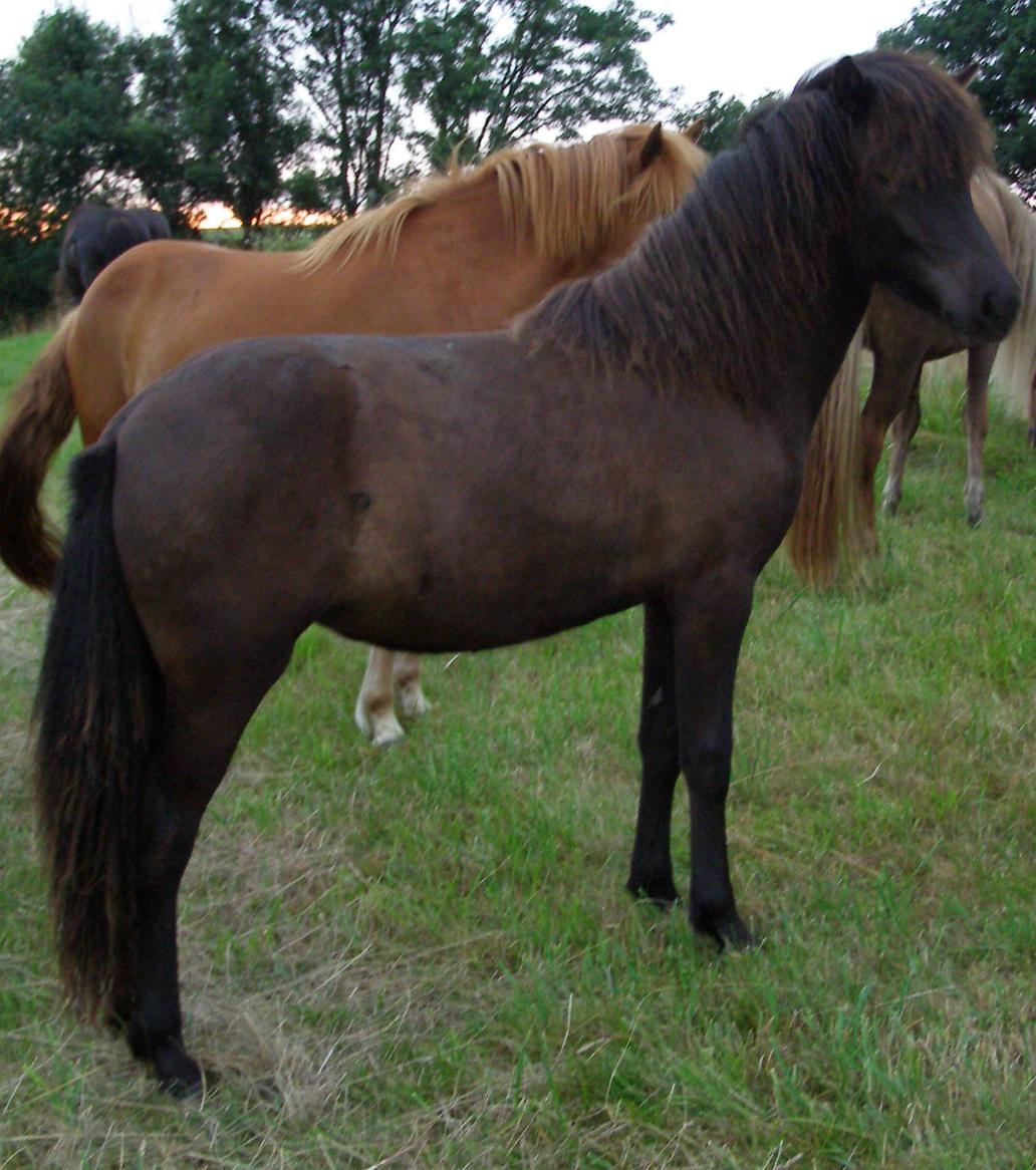 Yldís, 1 år gammel juli 2011