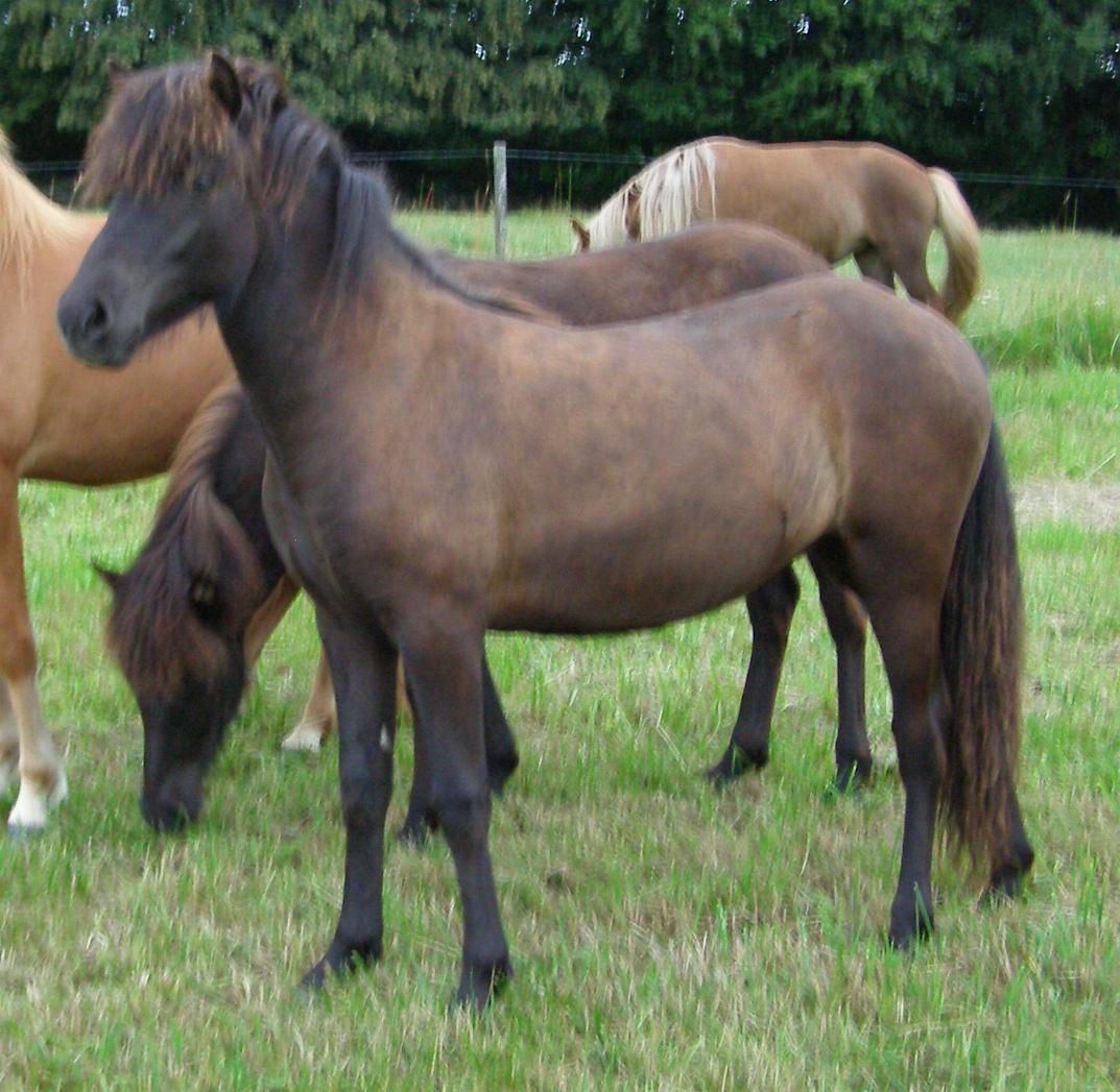 Yldís, 1 år gammel juli 2011