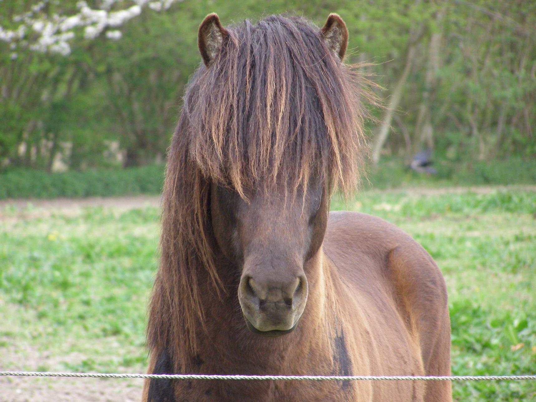 Blær, primo maj 2012