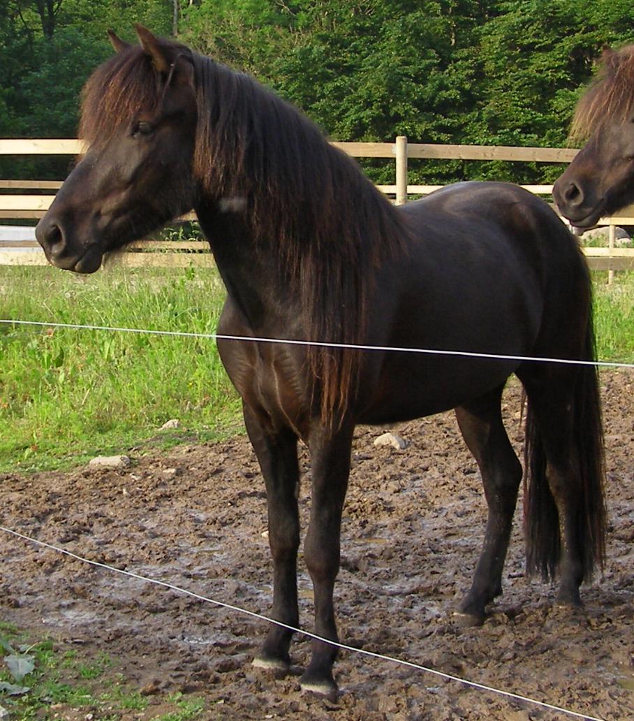 Efridís, 3 år gammel