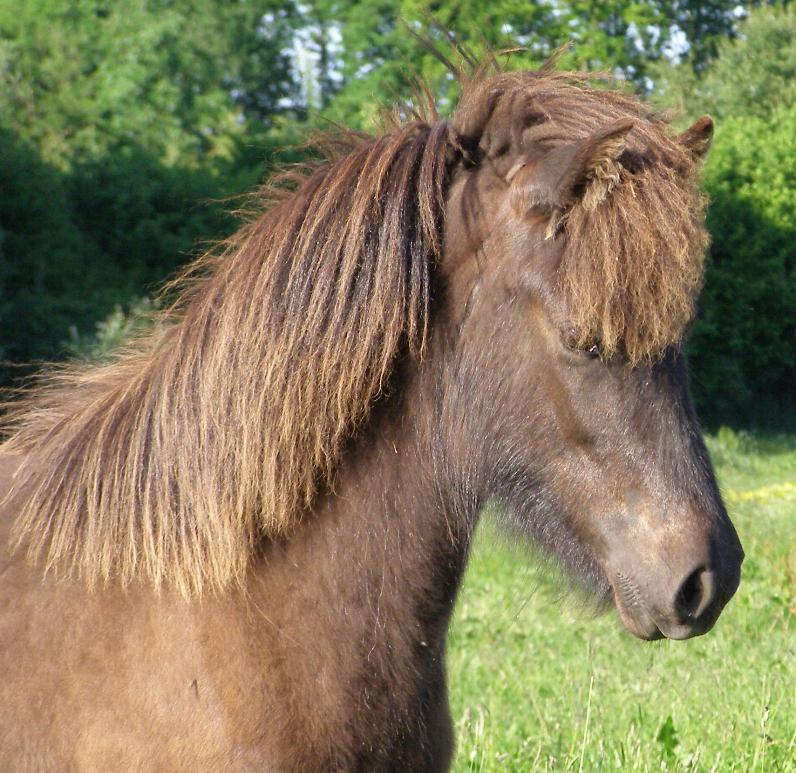 Hilda, 1 år gammel i juni 2008