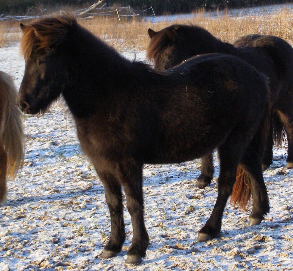 Hilda 2½ år gammel vinteren 2010