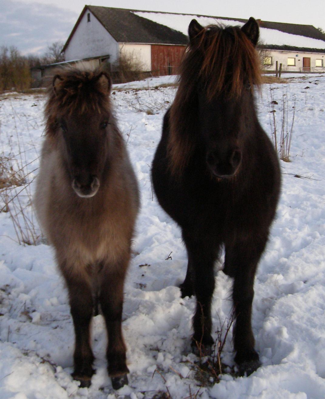 Krafla med hendes 2010 fl lfhildur.