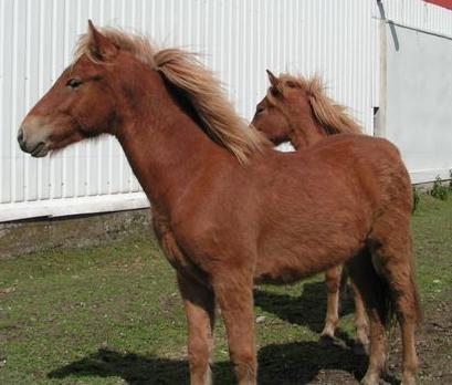 Bláinn fra Drejergaarden, 1 år gammel