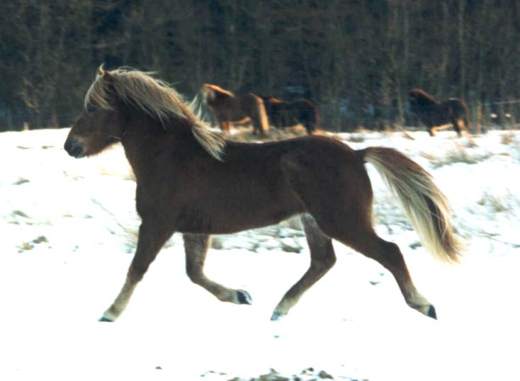 Leiknir fra Søtofte, 2½ år gammel i februar 2003 - på dette billede ligner han en tro kopi af Darri i en yngre udgave, men med Darri som far og mormorsfar er det måske heller ikke så mærkeligt.