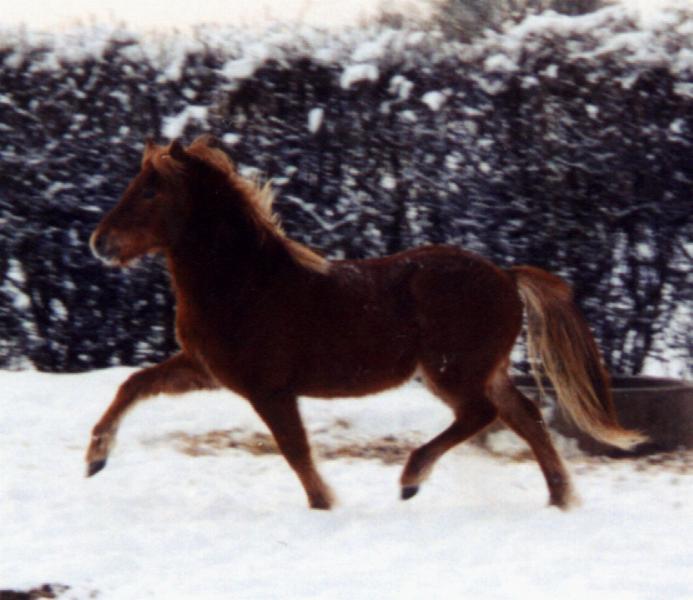 Leiknir fra Søtofte december 2001, 1½ år gammel