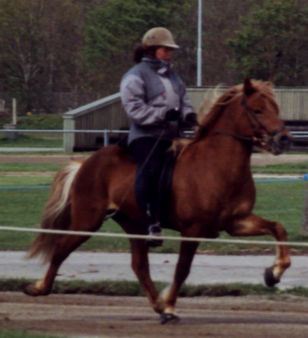 Leiknir fra Søtofte ved kåringen i Herning maj 2005 redet af Bylgja Gauksdóttir.