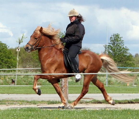 Leiknir fra Søtofte ved kåringen i Herning, maj 2005 redet af Bylgja Gauksdóttir. Foto: Mikkel Simonsen, fritoelt.dk