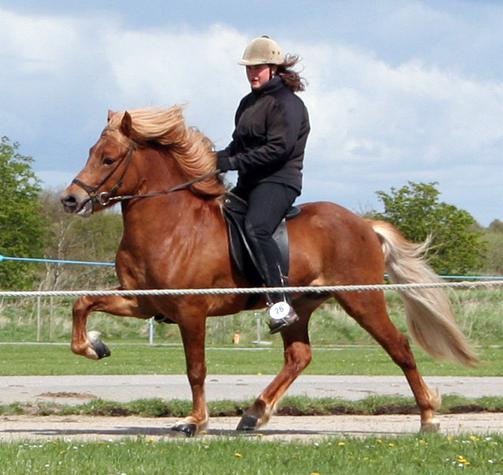 Leiknir fra Søtofte ved kåringen i Herning, maj 2005 redet af Bylgja Gauksdóttir. Foto: Mikkel Simonsen, fritoelt.dk