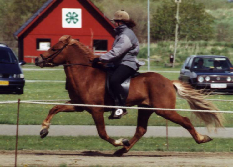 Leiknir fra Søtofte ved kåringen i Herning maj 2005 redet af Bylgja Gauksdóttir.