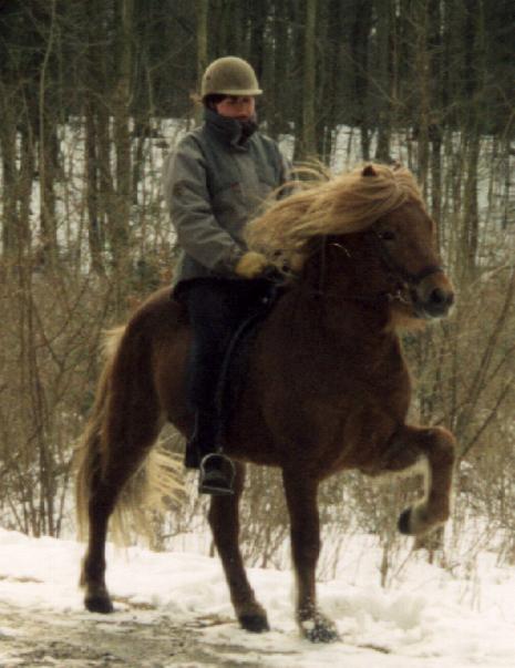 Sidste skud på stammen er Ljóshærð oldebarnet Leiknir fra Søtofte, kåret med 8,13-8,23=8,23 og her redet af Bylgja Gauksdóttir. Leiknir er efter Esja fra Søtofte.