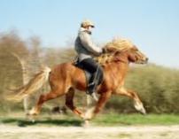 Leiknir fotograferet i April 2005 får uger før kåringen i Herning.