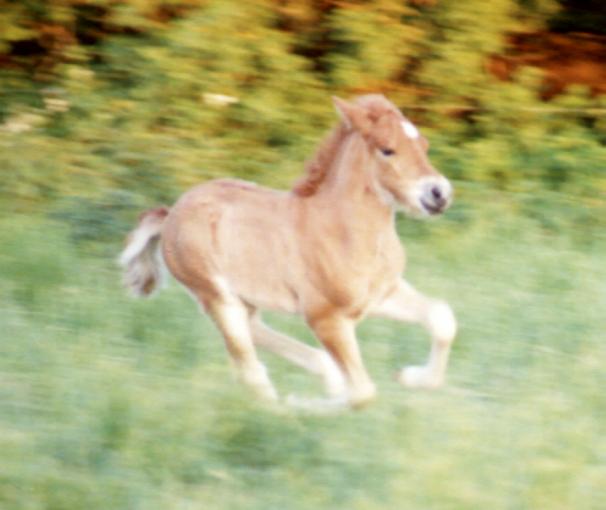 Leiknir føllet Stjarni fra Drejergaarden født 2005.