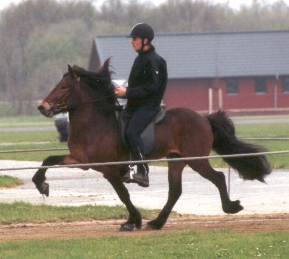 Garri fr Reykjavk, her fotograferet som 5-ring i 2003.