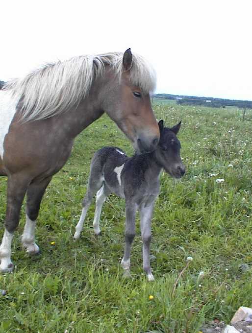 Hoppeføl efter Drottning frá Hólum