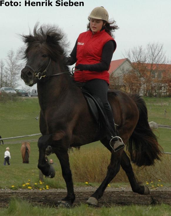 Óðinn ved hingsteshowet på Hedeland i maj 2005 redet af Bylgja Gauksdóttir. Foto: Henrik Sieben