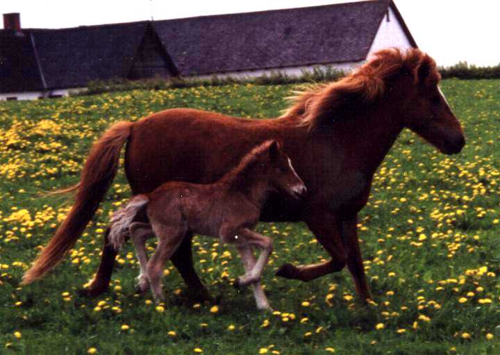 Ásaþór fra Tornbjerg