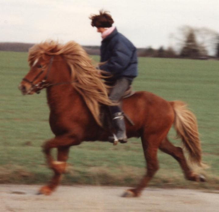 Feykir i trav, 5 år gammel i 1992 redet af Ellen Thamdrup