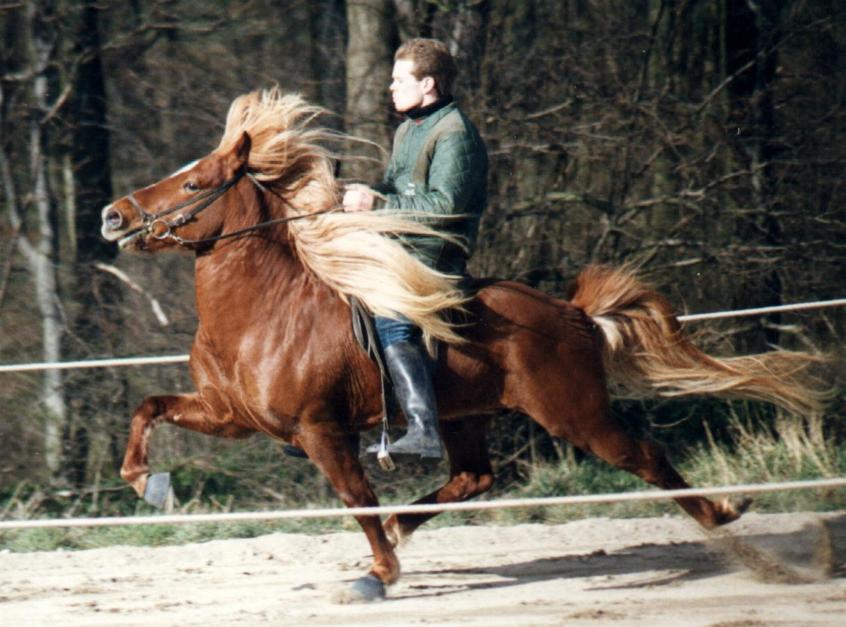 Feykir i pas ved kåringen på Vilhelmsborg 1993. Foto: Lars Lund Thomsen