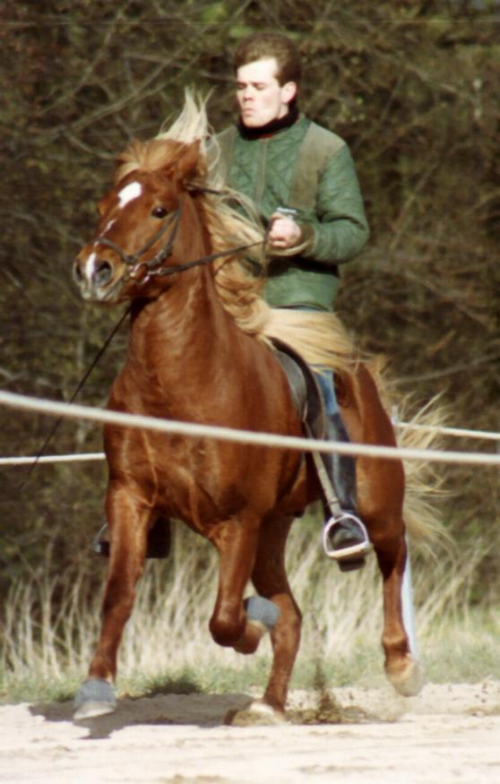 Feykir i tölt, Vilhelmsborg 1993