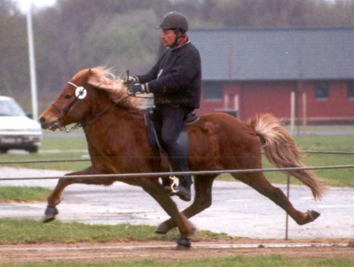 Sæun fra Bastebjerggård, redet af Bo Hansen