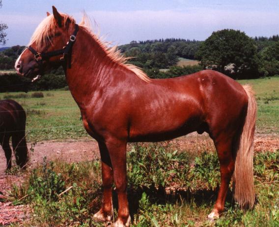 Hjalmur fra Høbjerg, 3 år gammel