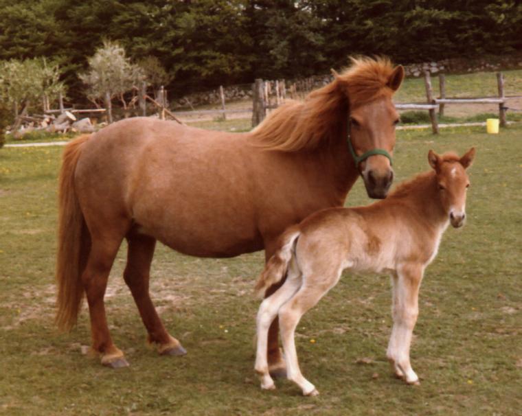 Lotta 18 år gammel i 1980. Føllet er Askja fra Søtofte.