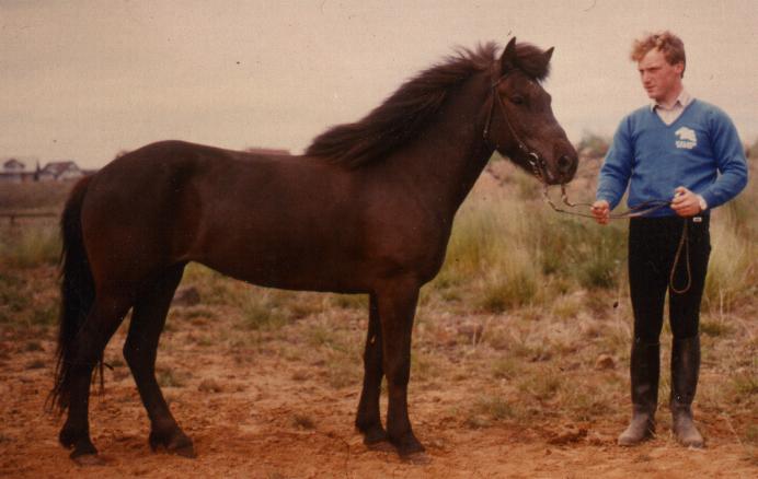 Prinsessa 6 år gammel ved Fjórðungsmót på Island i 1985