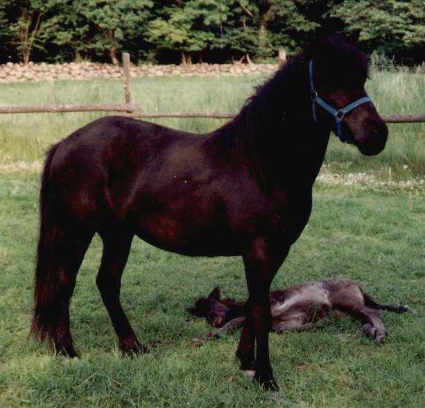 Vá frá Nýjabæ, 1993. Føllet er Valdís fra Søtofte