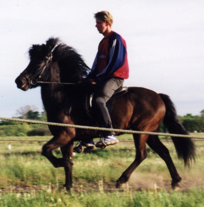 Vordís fra Søtofte, 6 år gammel redet af Sveinbjörn Sveinbjörnsson.