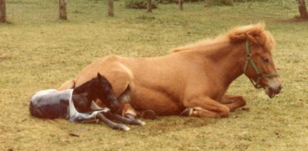 Hekla 4 år gammel i 1980 i færd med at føde Hlynur.