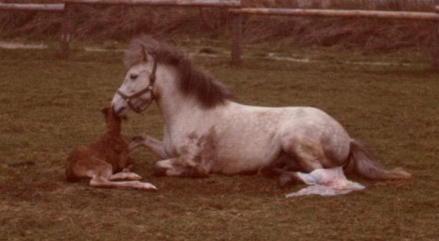 Ljshr i frd med at fde Hekla fra Stofte i maj 1976.