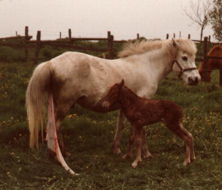 Ljóshærð med sit hingsteføl fra 1983. Kort før hun blev solgt til Mette og Hans Olaf Stenild.