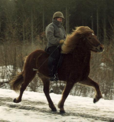 Mist 7 år gammel i 2005 redet af Bylgja Gauksdóttir