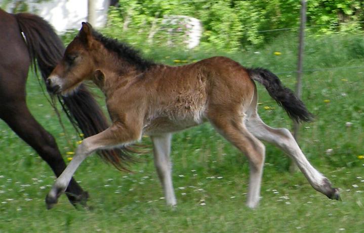 Glitnir fra Søtofte, født 2006