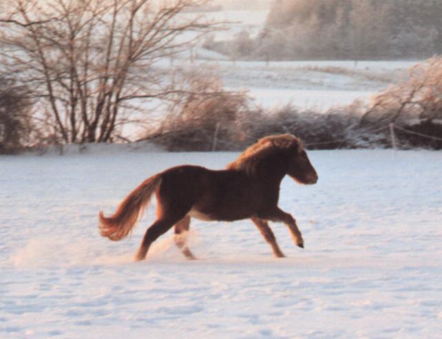 Rebekka fra Tornbjerg på 2½ år efter Sprettur fra Faksemosevej og Dögg 6180 frá Kirkjubæ.