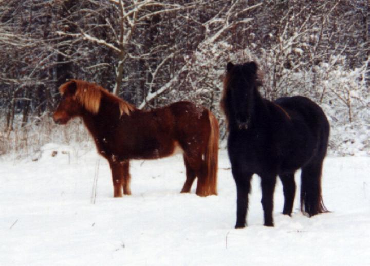 Krafla fra Tornbjerg (sort) og Von fra Arnakke (rød)