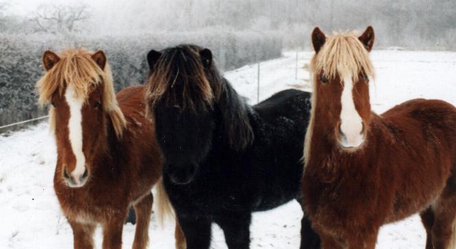 Nupur og Hildingur fra Tornbjerg, samt Hjalmur fra Høbjerg,  1998